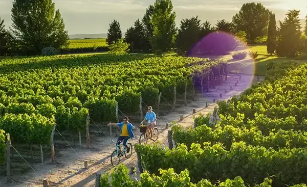Cyclists on a road through vineyards