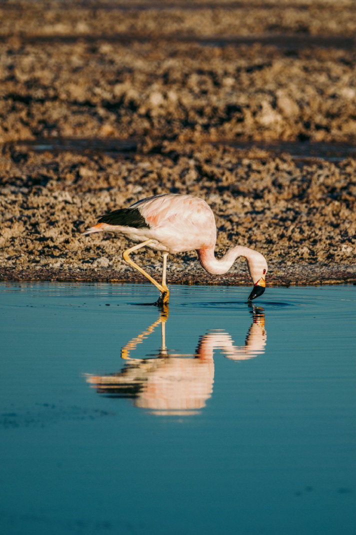 Atacama_19 Atacama Desert